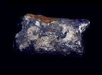 藏品(牛指骨)的圖片